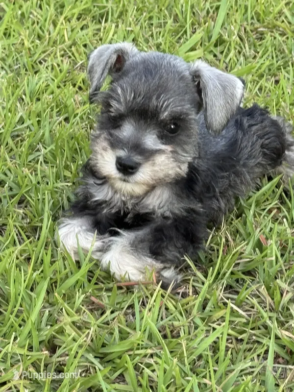 Timmy – Miniature Schnauzer puppy for sale in Broxton, GA