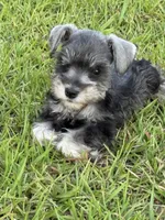 Timmy, a male Miniature Schnauzer for sale in Broxton, GA – 1 of 10