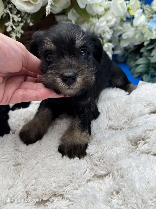 Stella – Miniature Schnauzer puppy for sale in Broxton, GA
