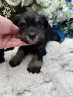 Stella, a female Miniature Schnauzer for sale in Broxton, GA – 1 of 4
