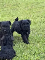Remy, a male Miniature Schnauzer for sale in Broxton, GA – 3 of 4
