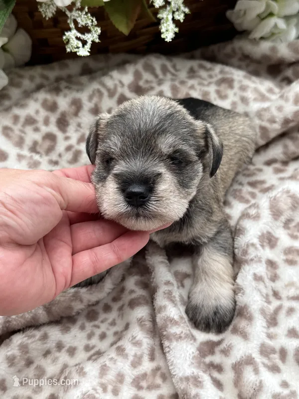 Billy  – Miniature Schnauzer puppy for sale in Broxton, GA