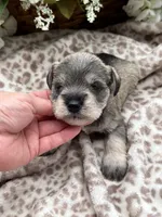 Billy , a male Miniature Schnauzer for sale in Broxton, GA – 3 of 6