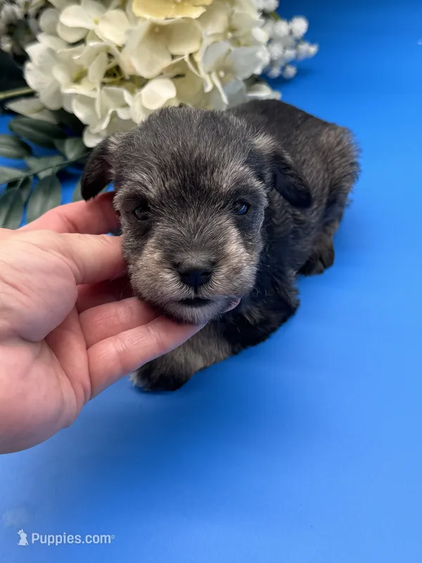 Tiny Tim – Miniature Schnauzer puppy for sale in Broxton, GA