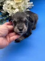 Timmy, a male Miniature Schnauzer for sale in Broxton, GA – 3 of 10
