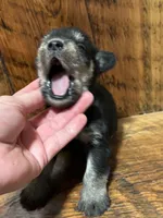 Blk/slv male, a male Miniature Schnauzer for sale in Broxton, GA – 2 of 3