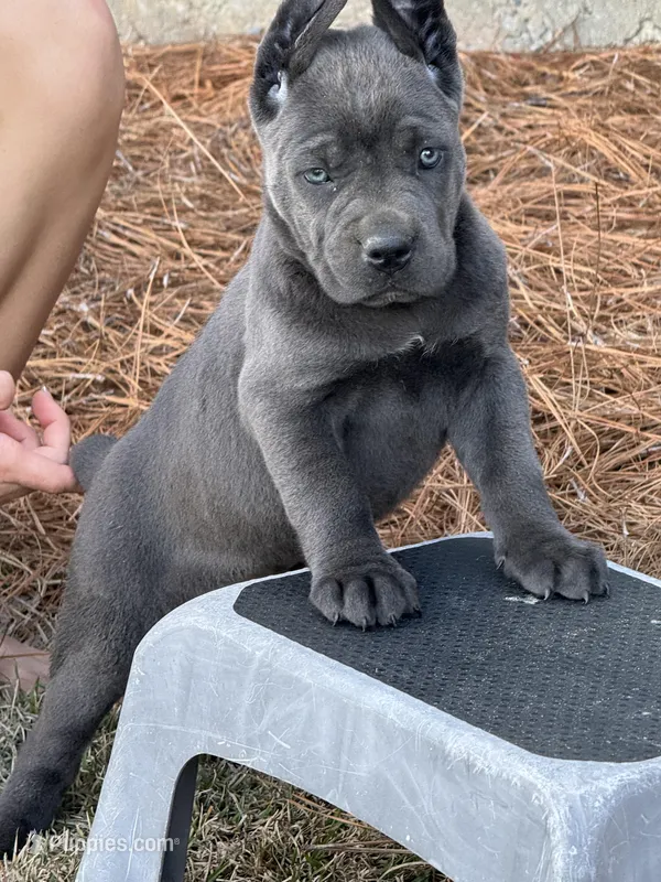 AKC blue female – Cane Corso puppy for sale in Broxton, GA