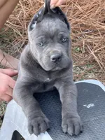 AKC blue female, a female Cane Corso for sale in Broxton, GA – Photo 2 of 3