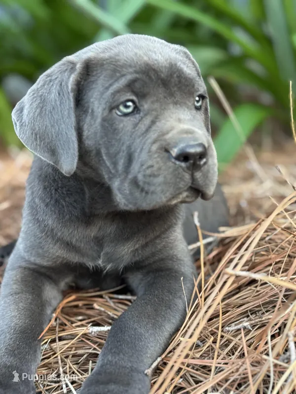 AKC blue female – Cane Corso puppy for sale in Broxton, GA