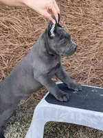 AKC blue female, a female Cane Corso for sale in Broxton, GA – Photo 3 of 3