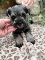 Flower , a female Miniature Schnauzer for sale in Broxton, GA – Photo 3 of 5