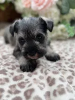 Flower , a female Miniature Schnauzer for sale in Broxton, GA – Photo 2 of 5