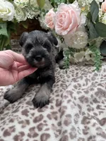 Flower , a female Miniature Schnauzer for sale in Broxton, GA – Photo 5 of 5
