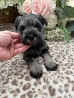 Flower , a female Miniature Schnauzer for sale in Broxton, GA – Photo 4 of 5