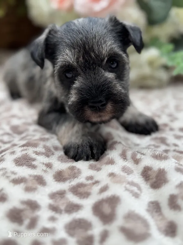 Flower  – Miniature Schnauzer puppy for sale in Broxton, GA