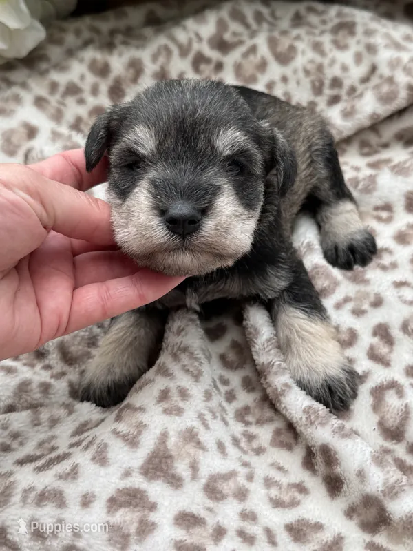 Parker – Miniature Schnauzer puppy for sale in Broxton, GA