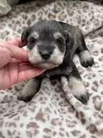 Parker, a male Miniature Schnauzer for sale in Broxton, GA – 2 of 3