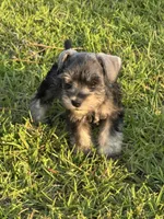 Timmy, a male Miniature Schnauzer for sale in Broxton, GA – 2 of 10