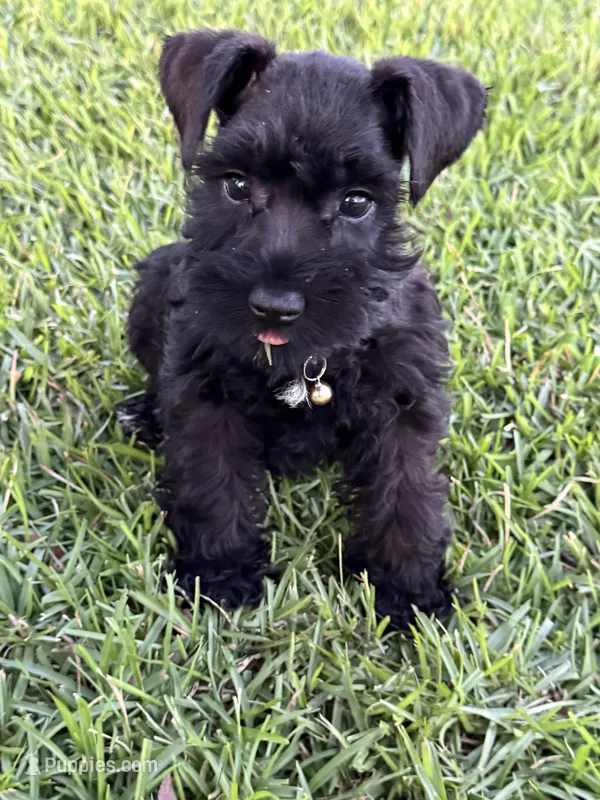 Black female  – Miniature Schnauzer puppy for sale in Broxton, GA