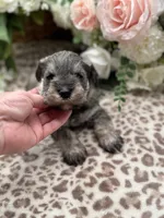 Lily , a female Miniature Schnauzer for sale in Broxton, GA – Photo 3 of 5