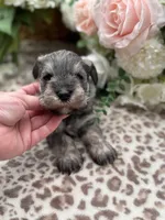 Lily , a female Miniature Schnauzer for sale in Broxton, GA – Photo 2 of 5