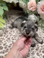 Lily , a female Miniature Schnauzer for sale in Broxton, GA – Photo 5 of 5