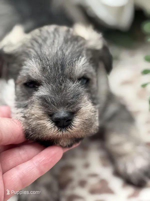 Lily  – Miniature Schnauzer puppy for sale in Broxton, GA