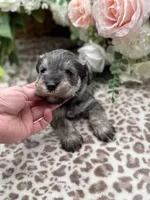 Lily , a female Miniature Schnauzer for sale in Broxton, GA – Photo 4 of 5