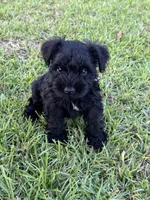 Black female , a female Miniature Schnauzer for sale in Broxton, GA – 2 of 4