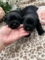 Raven, a female Miniature Schnauzer for sale in Broxton, GA – 3 of 6