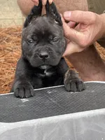 Lizzy, a female Cane Corso for sale in Broxton, GA – Photo 3 of 3