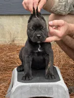 Lizzy, a female Cane Corso for sale in Broxton, GA – Photo 1 of 3