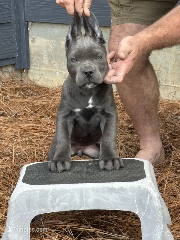 Lizzy – Cane Corso puppy for sale in Broxton, GA