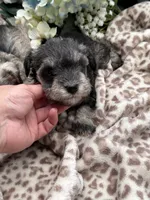 Timmy, a male Miniature Schnauzer for sale in Broxton, GA – 4 of 10