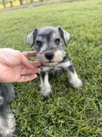 Bentley , a male Miniature Schnauzer for sale in Broxton, GA – 3 of 5