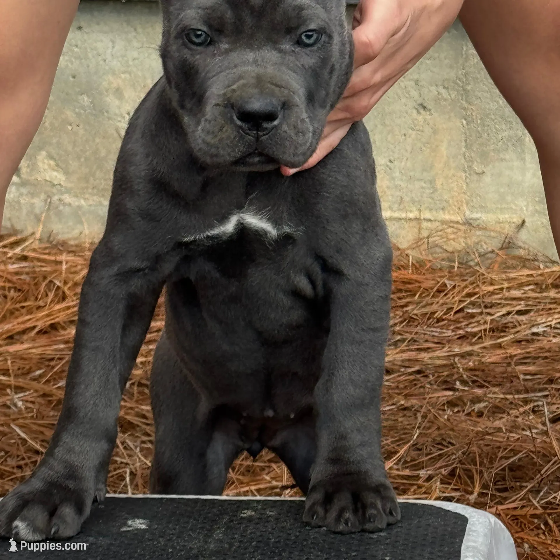 Bella – Cane Corso puppy for sale in Broxton, GA