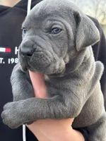 Bandit, a male Cane Corso for sale in Broxton, GA – Photo 1 of 3