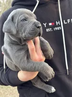 Bandit, a male Cane Corso for sale in Broxton, GA – Photo 3 of 3