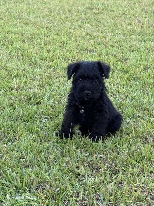 Black female  – Miniature Schnauzer puppy for sale in Broxton, GA