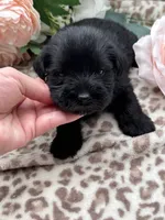 Raven, a female Miniature Schnauzer for sale in Broxton, GA – 6 of 6