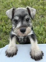 Bentley , a male Miniature Schnauzer for sale in Broxton, GA – 1 of 5