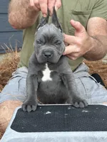 Brady, a male Cane Corso for sale in Broxton, GA – Photo 6 of 6