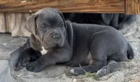 Brady, a male Cane Corso for sale in Broxton, GA – Photo 1 of 6
