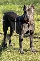 Brady, a male Cane Corso for sale in Broxton, GA – Photo 3 of 6