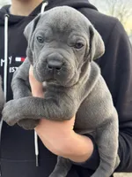 Brady, a male Cane Corso for sale in Broxton, GA – Photo 2 of 6