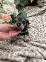 Daisy, a female Miniature Schnauzer for sale in Broxton, GA – 2 of 2