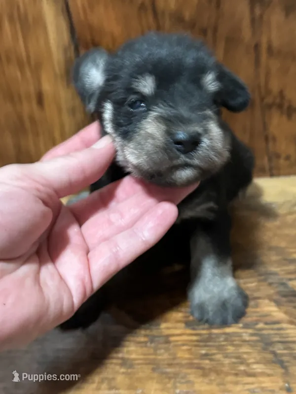Blk/slv male – Miniature Schnauzer puppy for sale in Broxton, GA
