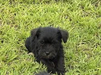 Black female, a female Miniature Schnauzer for sale in Broxton, GA – 4 of 6