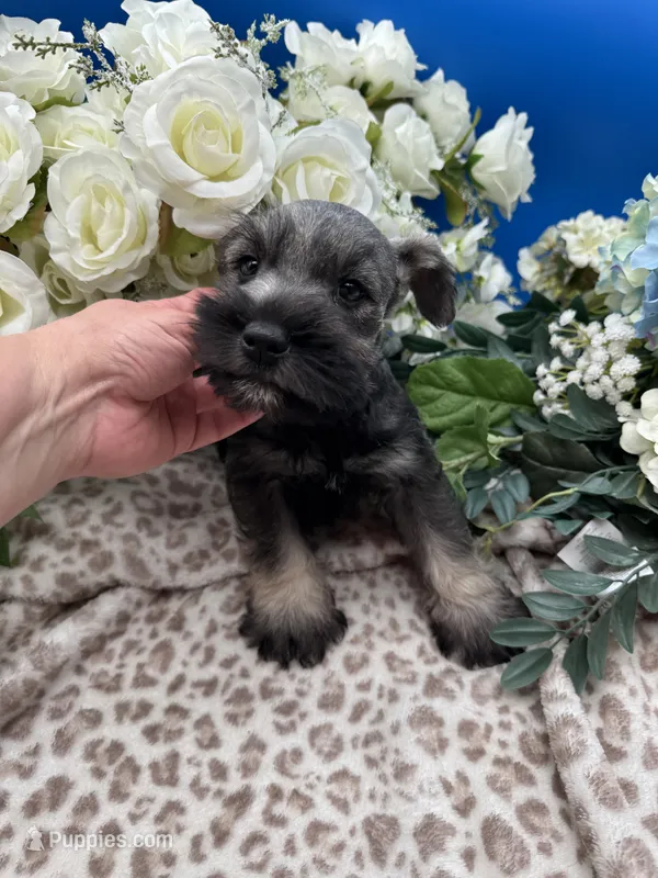 Billy  – Miniature Schnauzer puppy for sale in Broxton, GA