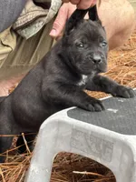 Raven, a female Cane Corso for sale in Broxton, GA – Photo 3 of 4